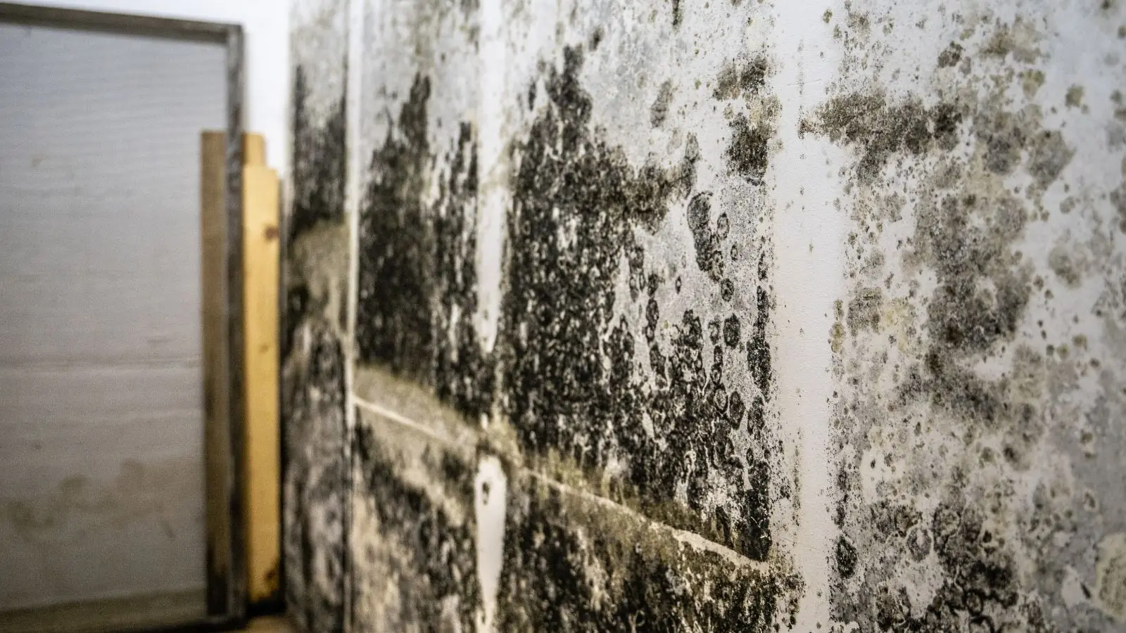 Mold growth on a lower-level wall with exposed framing